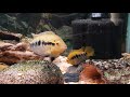 rainbow cichlids spawning herotilapia multispinosa breeding