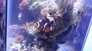 New Nano anemone tank with 30 red bubble tip anenomes