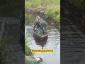 rescue orangutan in swamp forest‼️ orangutan orangutans orangutankalimantan bigape monkey