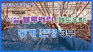 시설 블루베리(메도우락) 동계전정 3부(24.03.12)