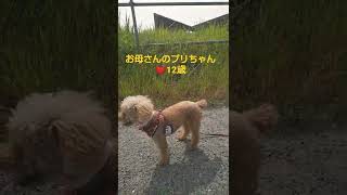 親子で散歩だけどお父さんダサすぎでトロイ#犬#といぷーどる#家族#shorts