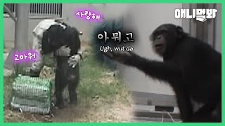 실험 도중 사람들을 경악케 한 침팬지들 (소름주의🙊)ㅣAnimal That’s More Humanlike Than Chimpanzees