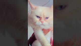 cat(പൂച്ച പ്രേമികൾ )#cats #catlover #catmoment #shortaday #catcutevideo