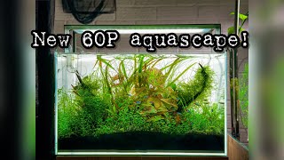 New 60P Aquascape!