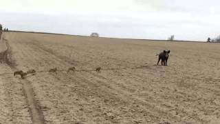 domuz ve yavruları gülmekten karnınız agrıyacak