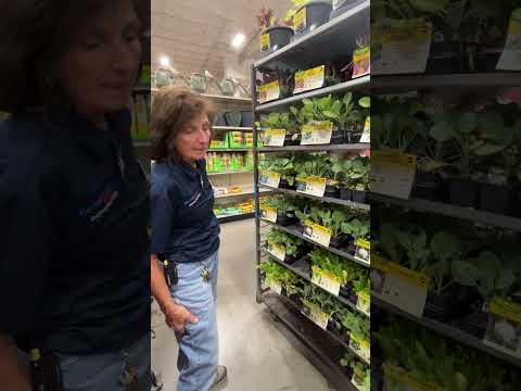 What differences can the weather cause to plants?