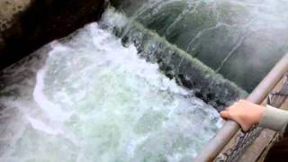 Nimbus fish hatchery upper steps