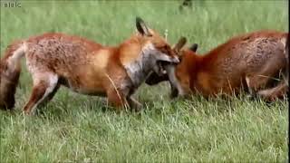 Two foxes fighting over territory