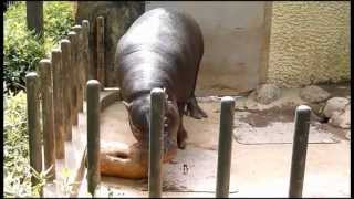 上野動物園コビトカバ_外に出した丸太で遊ぶナツメ4