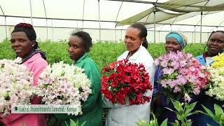 Laurel Investments Ltd | Finest Flower Farm in Kenya | Black Tulip Group