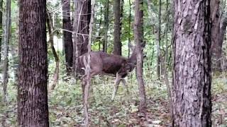 Mother Deer calls her young to join her !!!