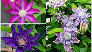 庭园花卉－铁线莲之一 Clematis Josephine，Pink Champagne，Multi Blue