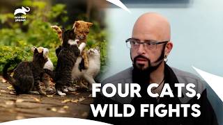 Aggressive Savannah Cats \u0026 Fight of 4 Cats for Own Territorial | My Cat From Hell | Animal Planet