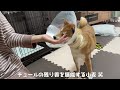 避妊手術【痛すぎて震える柴犬】術後2日目