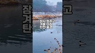 [ 잠멍대 #831 ] 잠시 멈추고 겨울 아침 탄천 풍경