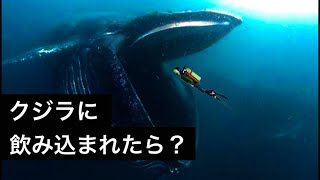 【絶望】クジラに飲み込まれると人はこうなる