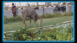 Green City Gandhinagar Ch-0 circle view |Bovidae