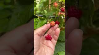 #nature #garden #delicious #organic berries #Have you ever eaten this organic raspberry?家种红树莓熟了一碰就落