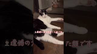 猫が遺憾の意を表現するとこんな顔になるんだぁ…【病院猫のれいちゃん】#shorts