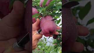 Delicious red apple cutting - Farm fresh ninja fruit cutting