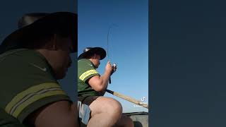 38 inch Northern Pike caught on an ultralight rod #fishing #fishingvideo #northernpike ##southdakota