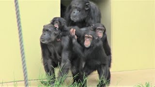 リュウ家族と双子ガール  200  Ryu family \u0026 twin girls  chimpanzee