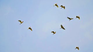 The Mesmerizing Autumn Spectacle of Cattle Egrets in Taiwan