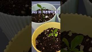 먹고남은 레몬 씨앗으로 레몬트리 키우기. grow lemon tree with leftover lemon seed. #황영웅 미운사랑