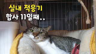 이름 부르면 달려오는 밥주던 길고양이 구조 입양 후 집에서 같이 살면서 실내 적응 과정 다른 고양이와 합사 스트레스없이 키우기