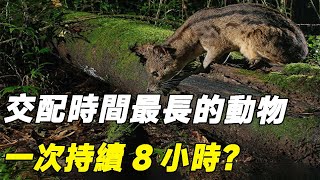 交配時間最長的動物，一次持續8小時！ 為何如此瘋狂？#动物#保护动物#马岛缟狸#科普