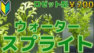 【水草紹介】栄養葉と胞子葉を活用しよう。ウォータースプライト【ふぶきテトラ】