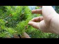 Pinching to Manage Bonsai Growth