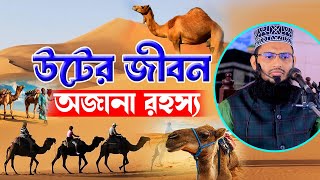 উটের জীবন ও অজানা রহস্য ! উটের ইতিহাস বিজ্ঞান || উটের অলৌকিক ক্ষমতা || মুফতি আবুল হাসান ঢাকা