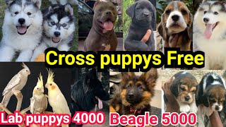 🚨Beagle 5000🔥Cross puppys free🚨Lab puppy 4000🚨Gsd longcoat puppy 8000❤Dogs low price |Dog Malayalam