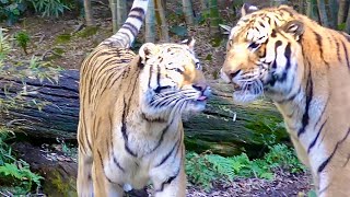 アムールトラ　ソーンくんとローラちゃん　かわりばんこに丸太に乗ります　【浜松市動物園】Amur tiger Son-kun Lora-chan Hamamatsu Zoo