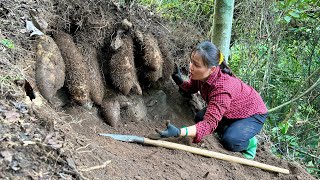 A lucky day in the forest, harvested giant potatoes goes to market sell