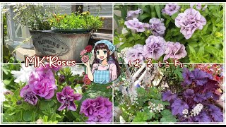 まるっと春庭。蕾を上げはじめた薔薇とカワイイ草花たち🌹 MK*Rose Garden 🌹 Zone 8a