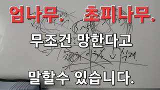 망합니다. 제발 2미터 3미터 심는간격 주의 엄나무 초피나무 귀농 귀산촌 무조건 망하는 이유 현실적 기본 교육은 받으셨나요 오로지 돈된다 정부대출 지원사업 귀산촌교육 그것만믿고 😢