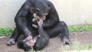 私たちはお互いを愛し！ by ジンとイブキ大好き！ジンとイブキ チンパンジー 多摩動物公園