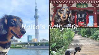 【Vlog】【浅草】【愛犬とお出かけ】充実した休日を過ごせた2日間🌿お友達と遊んだ日と浅草にお出かけした日🏮