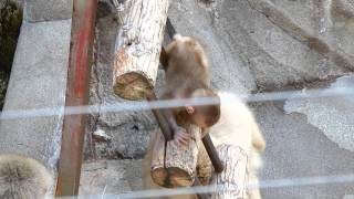 サル山：アザミと赤ちゃん（ニホンザル）＠上野動物園 - DSCN4189