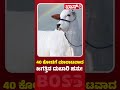 ವಿಶ್ವದ ಅತ್ಯಂತ ದುಬಾರಿ ಹಸು indian nelore cow sets record sale indian origin cow bosstv