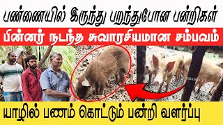 யாழ்ப்பாணத்து பன்றிப் பண்ணை ஒன்றில் நடந்த சுவாரசியமான சம்பவம்‼️Jaffna Velanai Pig Farm‼️Panni Pannai