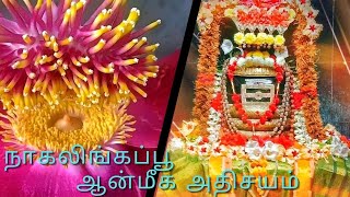 நாகலிங்கப்பூ- ஆன்மீக அதிசயம்.  NAGALINGA POO சிவலிங்கத்தை தன் மலராக கொண்டுள்ளது.