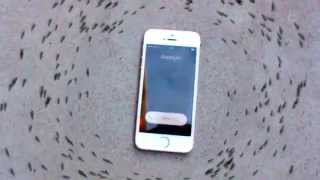 Ants Circling My Phone - iphone ant control - Ameisen umkreisen iphone