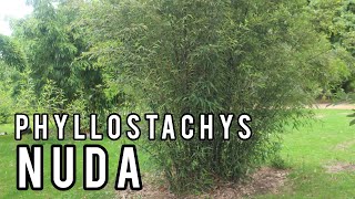 Phyllostachys nuda Snow Bamboo