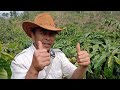 merinding lihat buah kopi di kebun anjarwana