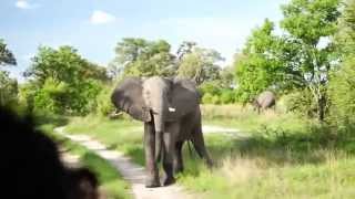 Young curious elephant bull having a careful look at our jeep