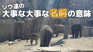 ミャンマーから譲り受けた宝物達。円山動物園のアジアゾウの名前の意味をお伝えします🐘