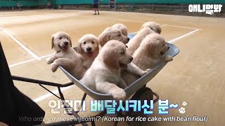 뭘 좋아하실지 몰라서 준비했어요. 골라보는 재미가 있는 리트리버 귀요미 7종 세트ㅣRetriever Pup Runs Away From Stealing Milk LOL